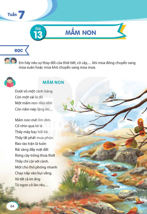 BÀI 13: MẦM NON