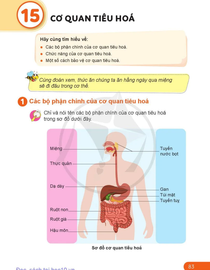 Bài 15: Cơ Quan Tiêu Hóa