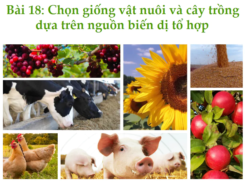 Bài 18: Chọn giống vật nuôi và cây trồng dựa trên nguồn biến dị tổ hợp