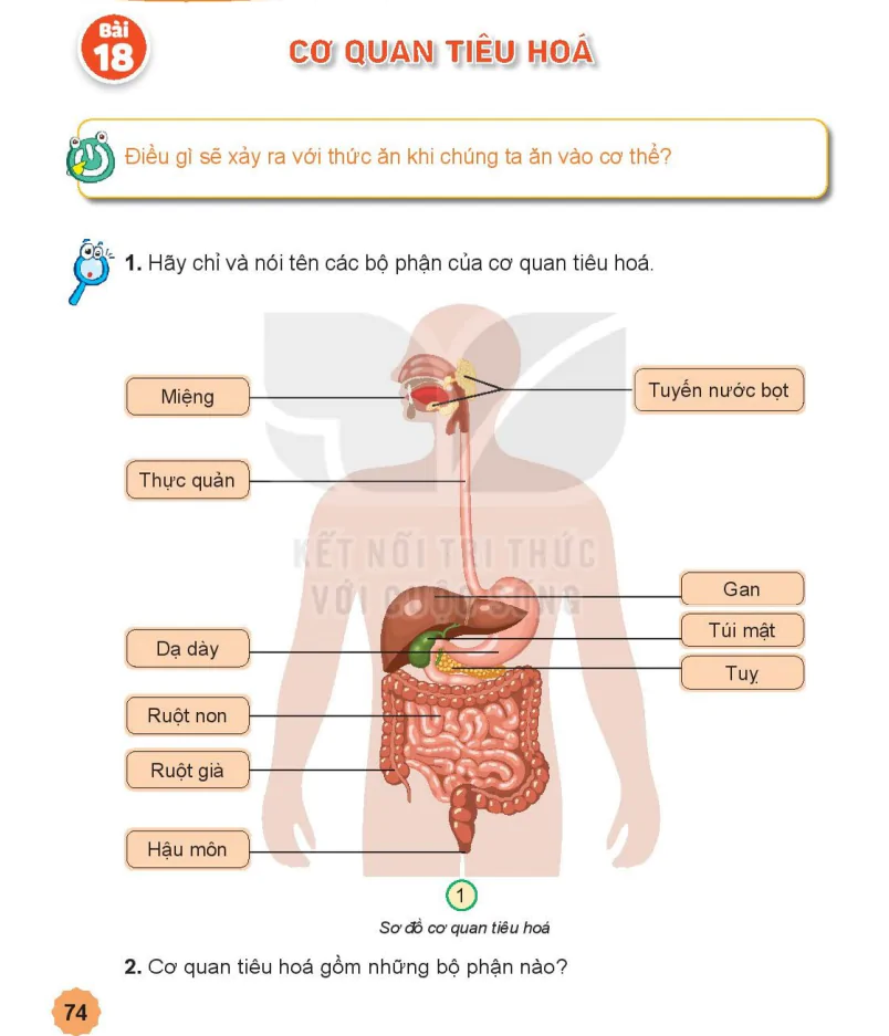 Bài 18: Cơ Quan Tiêu Hóa