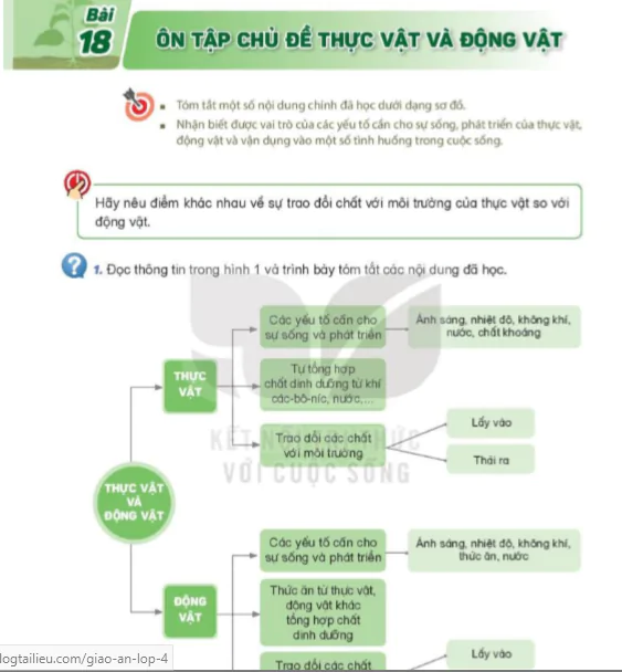 Bài 18: Ôn Tập Chủ Đề Thực Vật Và Động Vật