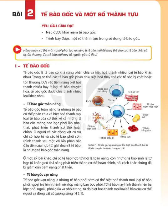 Bài 2: Tế Bào Gốc Và Một Số Thành Tựu