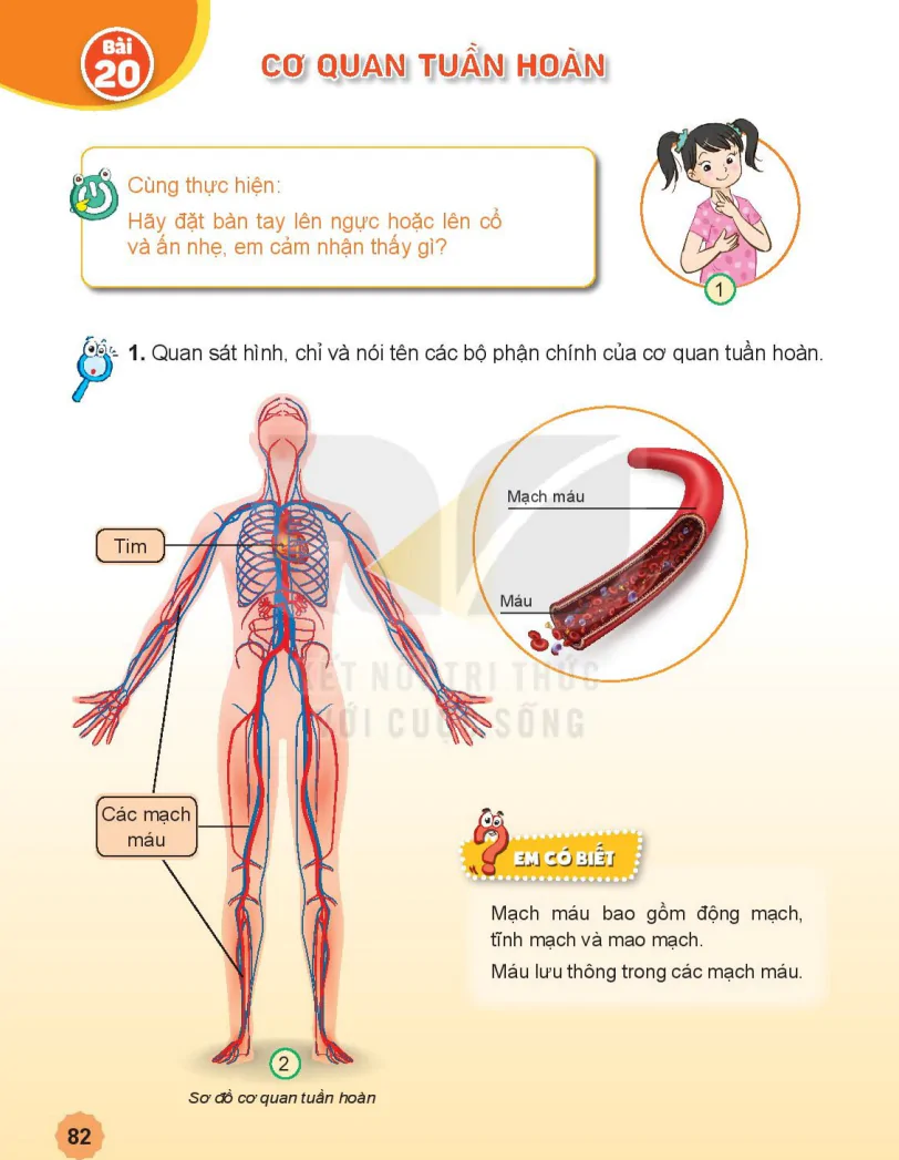 Bài 20: Cơ Quan Tuần Hoàn