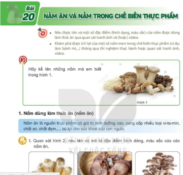 Bài 20: Nấm Ăn Và Nấm Trong Chế Biến Thực Phẩm