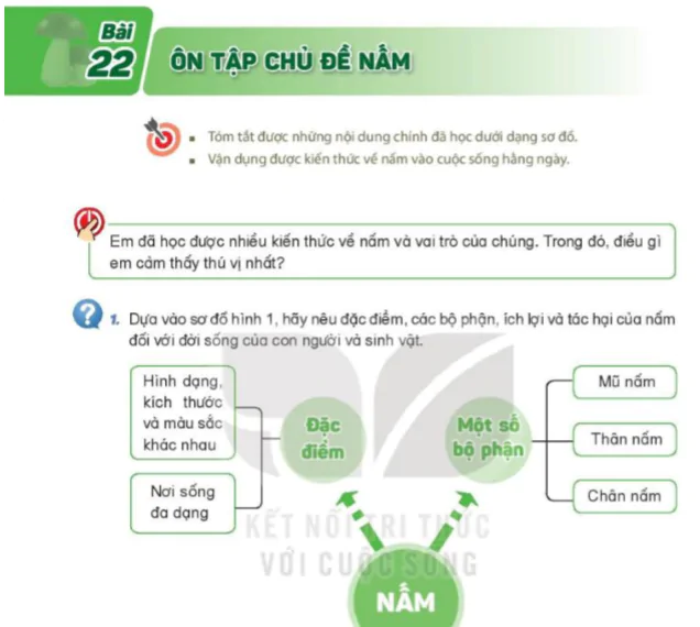 Bài 22: Ôn Tập Chủ Đề Nấm