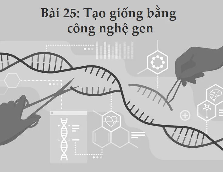 Bài 25: Tạo giống bằng công nghệ gen