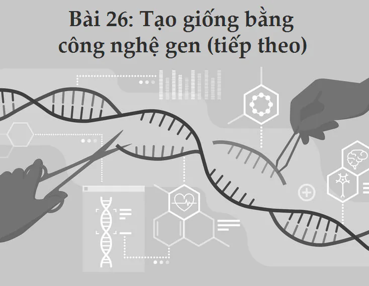 Bài 26: Tạo giống bằng công nghệ gen (tiếp theo)