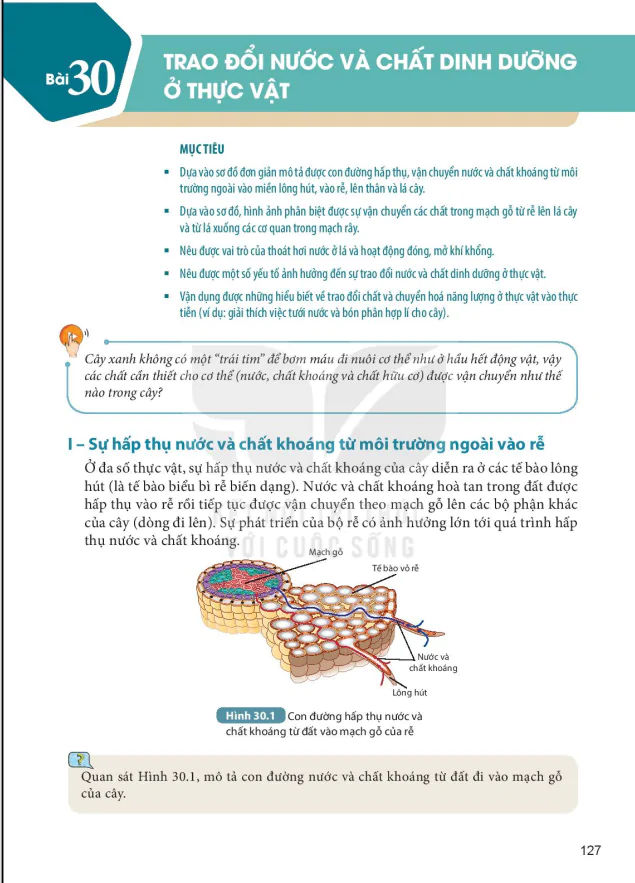 Bài 30: TRAO ĐỔI NƯỚC VÀ CHẤT DINH DƯỠNG Ở THỰC VẬT