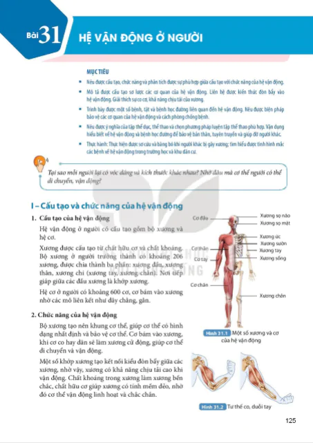 Bài 31 : Hệ vận động ở người