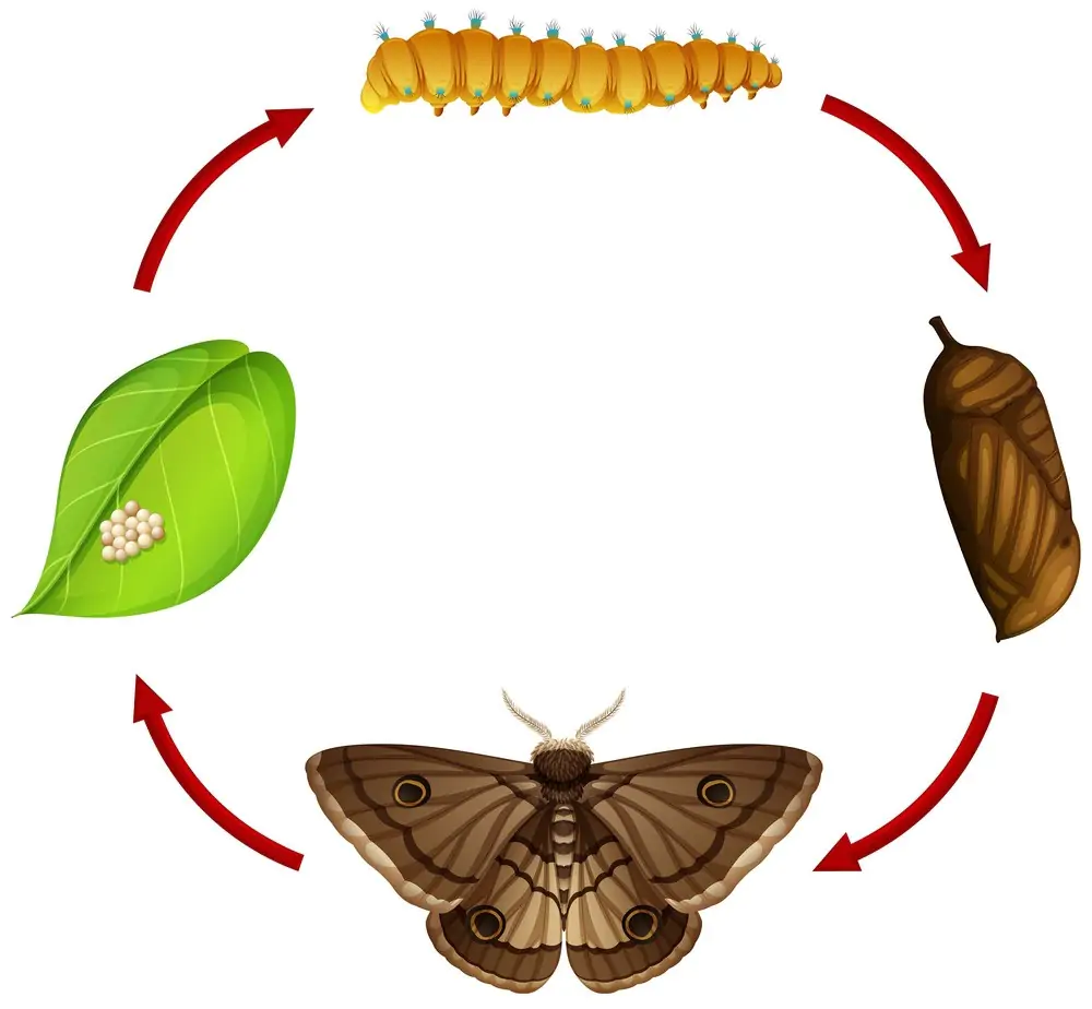 Bài 56. Sự sinh sản của côn trùng