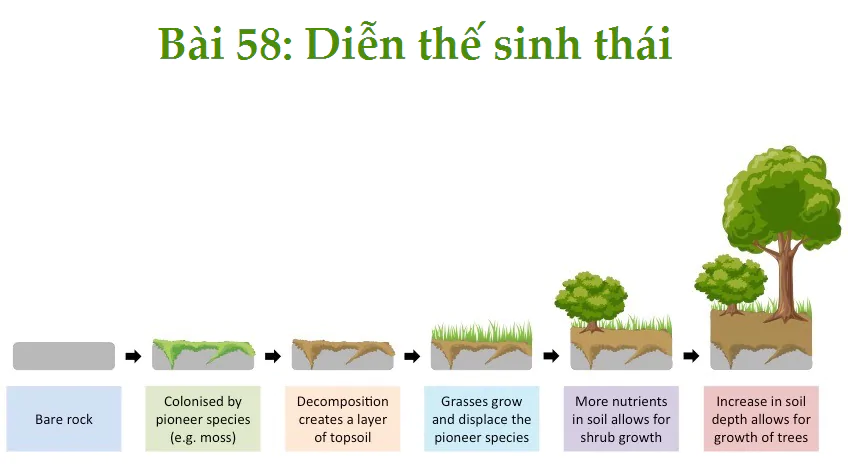 Bài 58: Diễn thế sinh thái