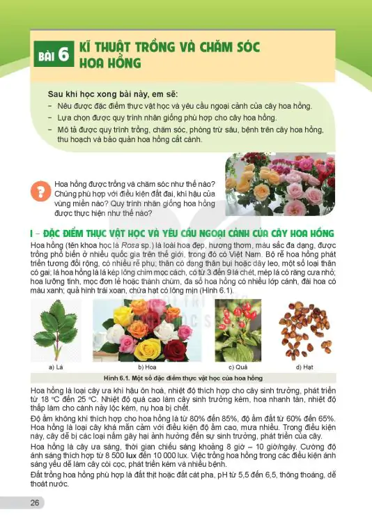 Bài 6: Kĩ Thuật Trồng Và Chăm Sóc Hoa Hồng