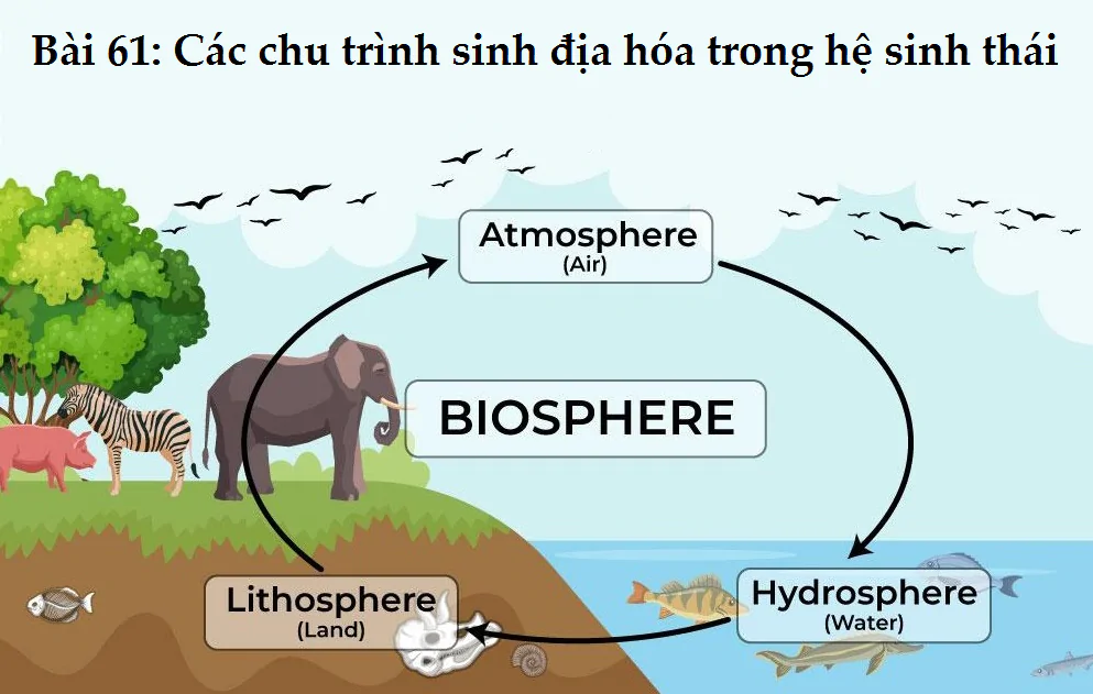 Bài 61: Các chu trình sinh địa hóa trong hệ sinh thái