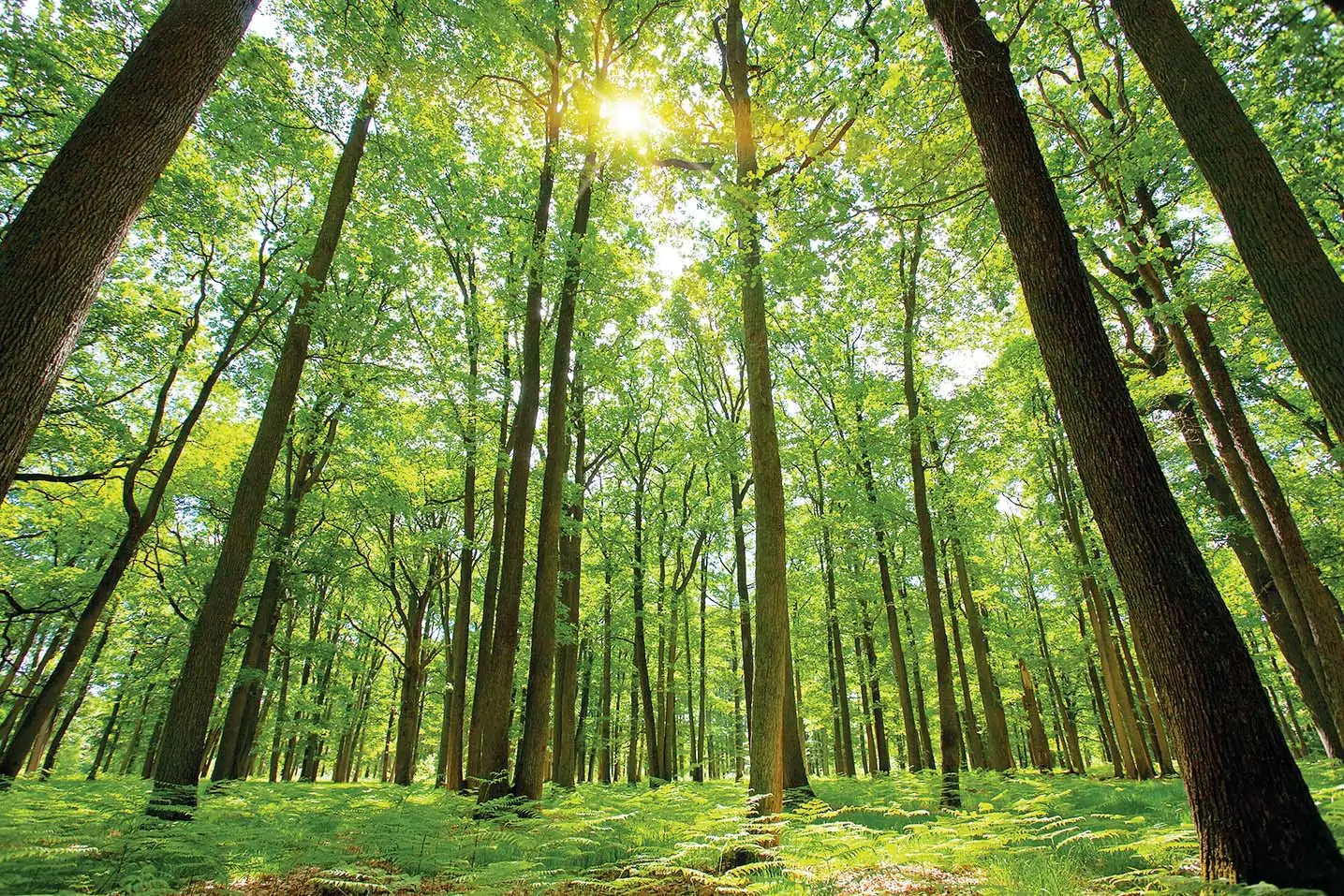 Bài 65. Tác động của con người đến môi trường rừng