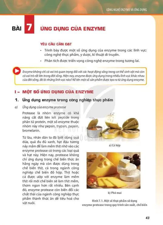 Bài 7: Ứng Dụng Của Enzyme