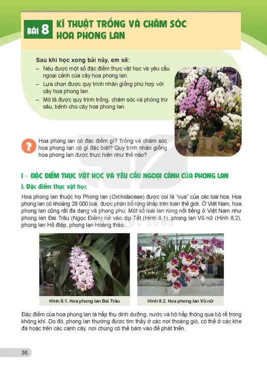 Bài 8: Kĩ Thuật Trồng Và Chăm Sóc Hoa Phong Lan