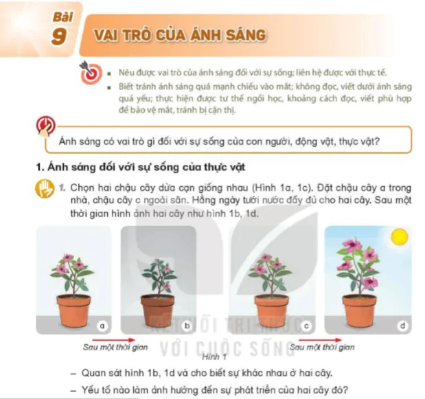 Bài 9: Vai Trò Của Ánh Sáng