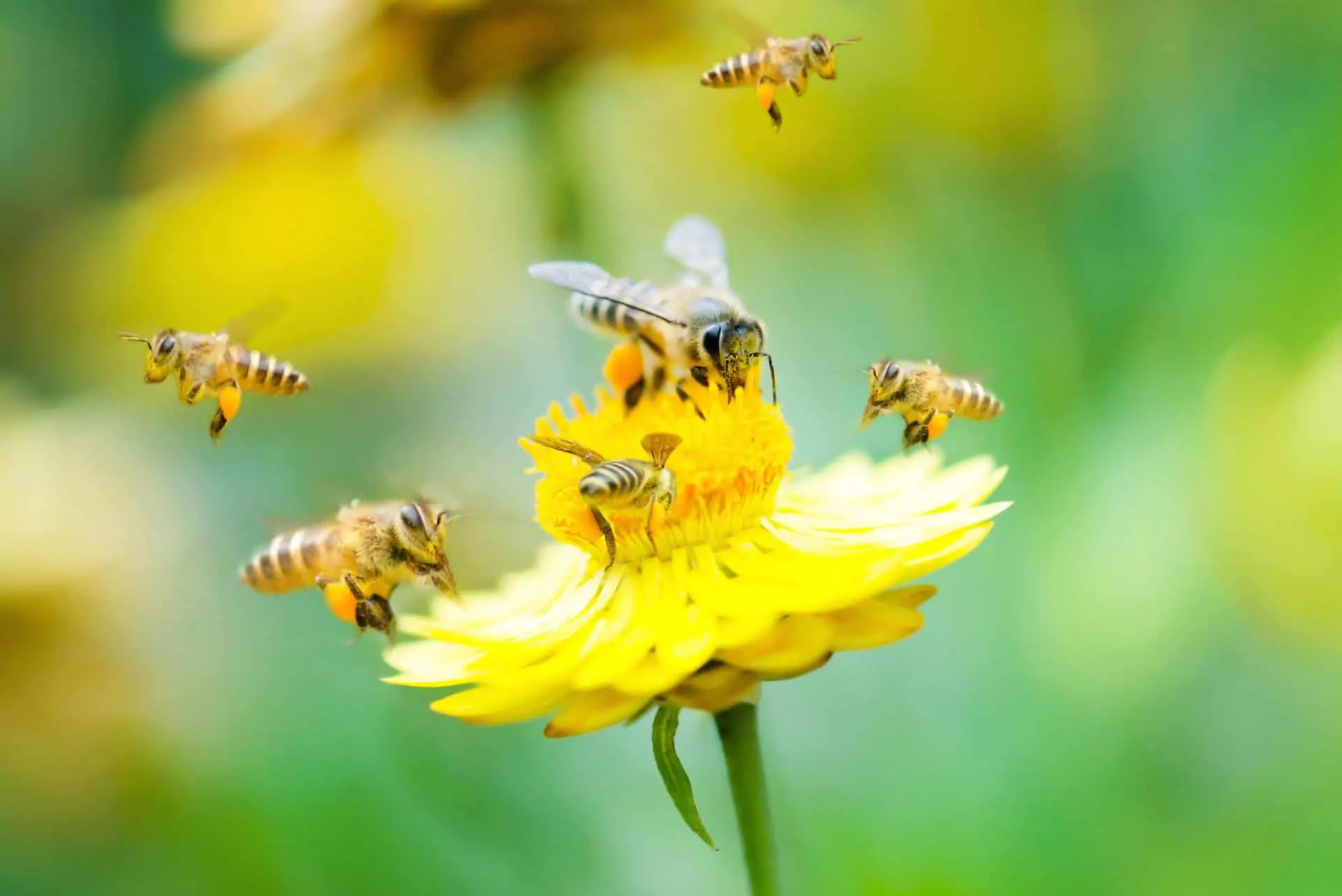 Chính tả (Nghe - viết): Hành trình của bầy ong 
