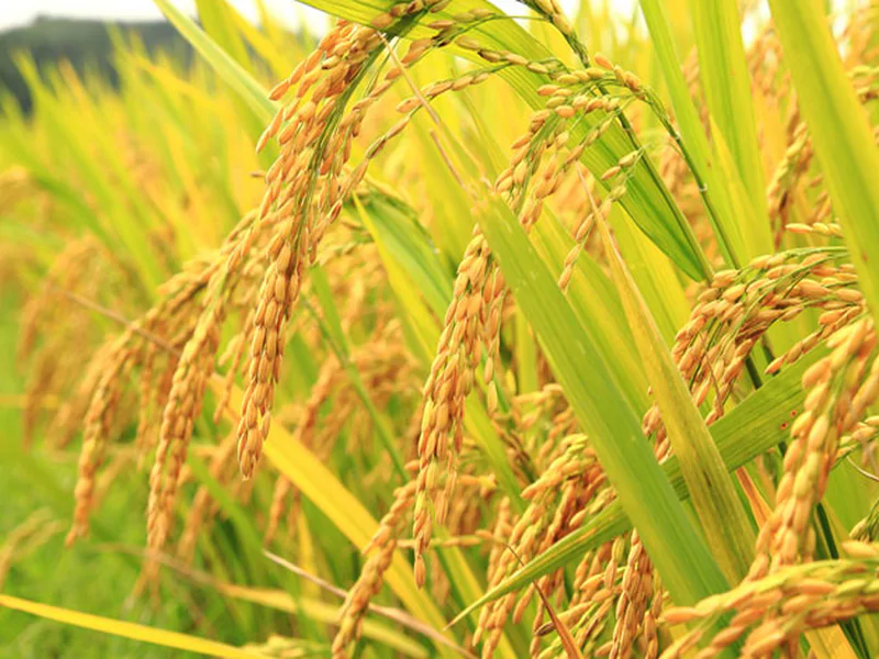 Tập đọc: Hạt gạo làng ta