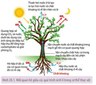 hinh-anh-bai-28-moi-quan-he-giua-cac-qua-trinh-sinh-li-trong-co-the-sinh-vat-3673-0