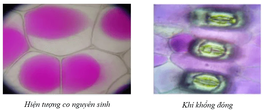 hinh-anh-bai-11-thuc-hanh-thi-nghiem-co-va-phan-co-nguyen-sinh-3722-0