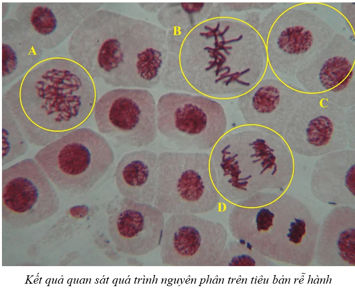 hinh-anh-bai-18-thuc-hanh-lam-va-quan-sat-tieu-ban-qua-trinh-nguyen-phan-va-giam-phan-3730-0