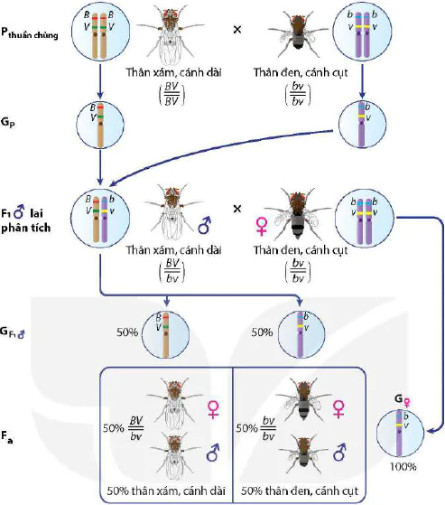 hinh-anh-bai-11-lien-ket-gene-va-hoan-vi-gene-12946-7