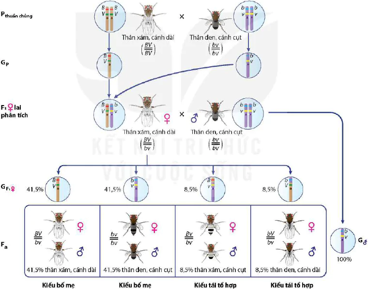 hinh-anh-bai-11-lien-ket-gene-va-hoan-vi-gene-12946-8