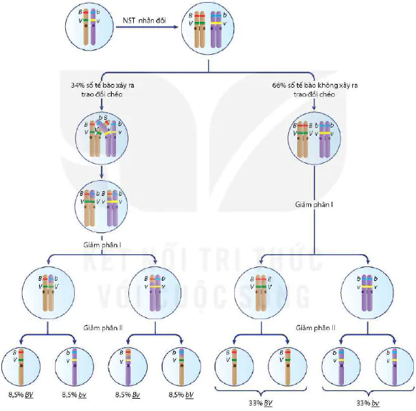 hinh-anh-bai-11-lien-ket-gene-va-hoan-vi-gene-12946-9
