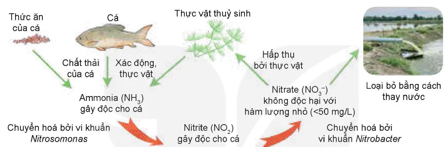 hinh-anh-bai-12-bien-phap-xu-li-moi-truong-nuoi-thuy-san-12230-3