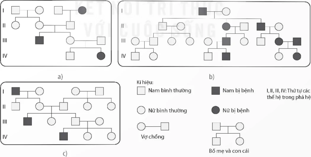 hinh-anh-bai-13-di-truyen-hoc-nguoi-va-di-truyen-y-hoc-12953-6