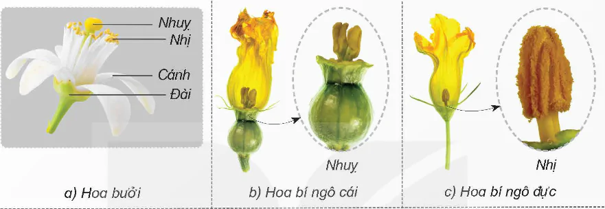 hinh-anh-bai-13-sinh-san-o-thuc-vat-co-hoa-8479-2