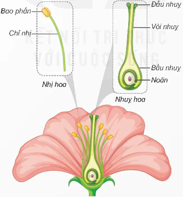 hinh-anh-bai-13-sinh-san-o-thuc-vat-co-hoa-8479-3