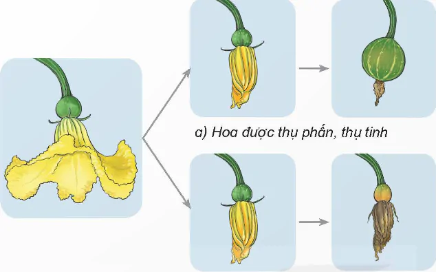 hinh-anh-bai-13-sinh-san-o-thuc-vat-co-hoa-8479-6