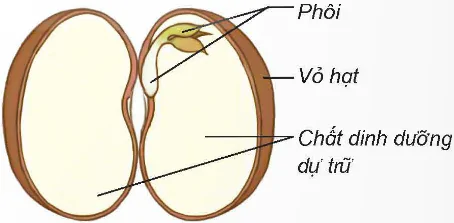 hinh-anh-bai-14-su-phat-trien-cua-cay-con-8481-1