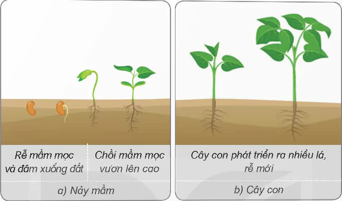 hinh-anh-bai-14-su-phat-trien-cua-cay-con-8481-2