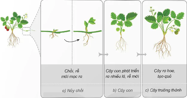 hinh-anh-bai-14-su-phat-trien-cua-cay-con-8481-9