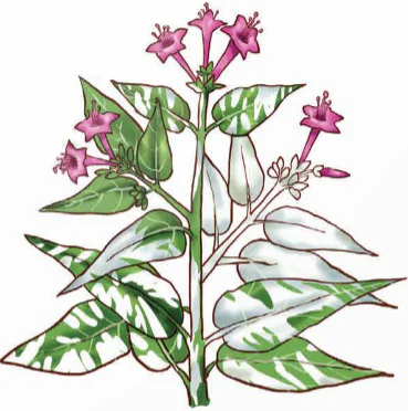 hinh-anh-bai-15-di-truyen-gene-ngoai-nhan-12976-0