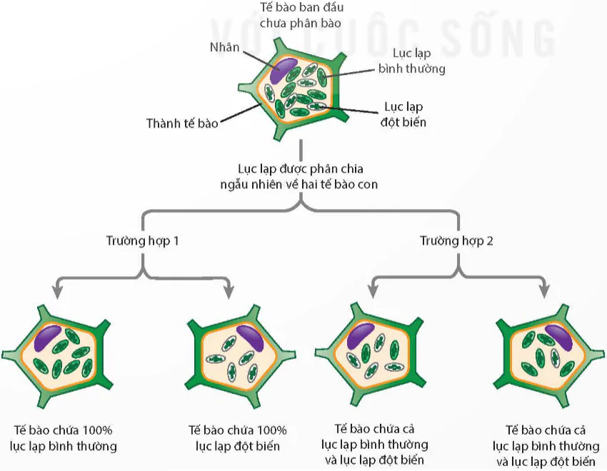 hinh-anh-bai-15-di-truyen-gene-ngoai-nhan-12976-2