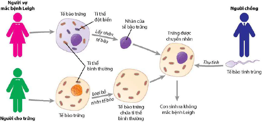 hinh-anh-bai-15-di-truyen-gene-ngoai-nhan-12976-3