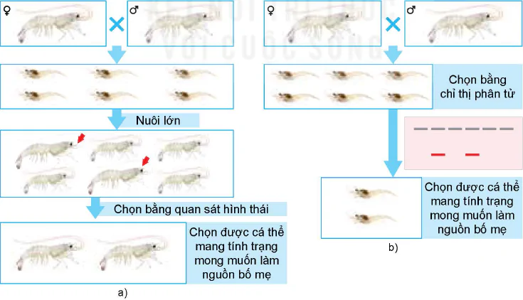 hinh-anh-bai-15-ung-dung-cong-nghe-sinh-hoc-trong-chon-va-nhan-giong-thuy-san-12255-1