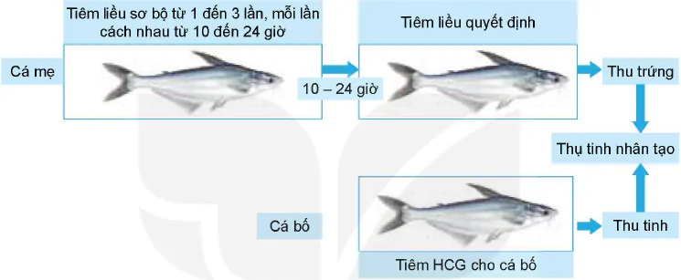 hinh-anh-bai-15-ung-dung-cong-nghe-sinh-hoc-trong-chon-va-nhan-giong-thuy-san-12255-2