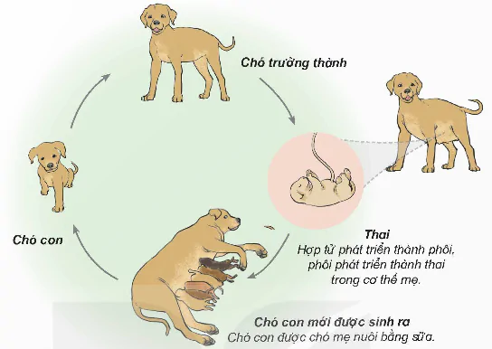 hinh-anh-bai-16-vong-doi-va-su-phat-trien-cua-dong-vat-8484-3