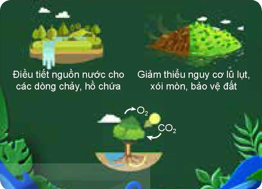 hinh-anh-bai-1-vai-tro-va-trien-vong-cua-lam-nghiep-12183-1