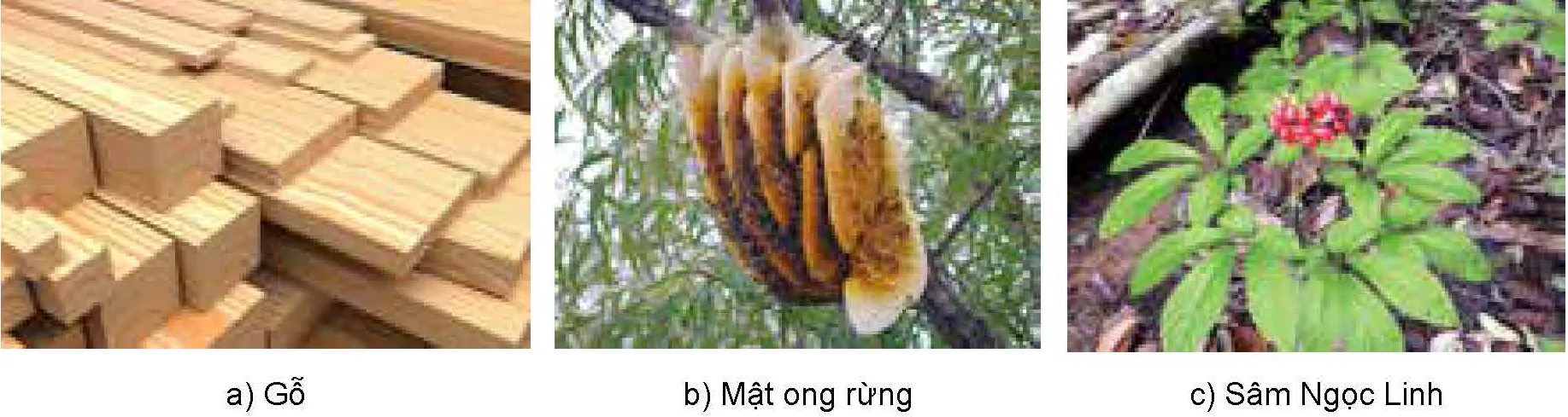 hinh-anh-bai-1-vai-tro-va-trien-vong-cua-lam-nghiep-12183-2