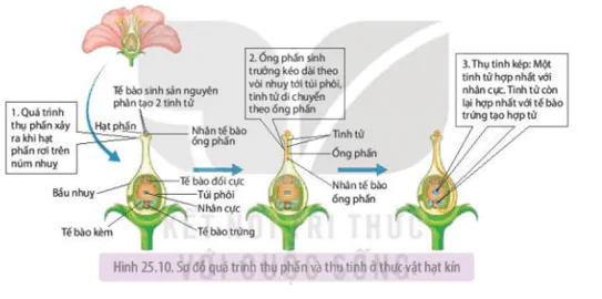 hinh-anh-bai-25-sinh-san-o-thuc-vat-3670-0