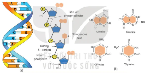 hinh-anh-bai-5-cac-phan-tu-sinh-hoc-3716-1