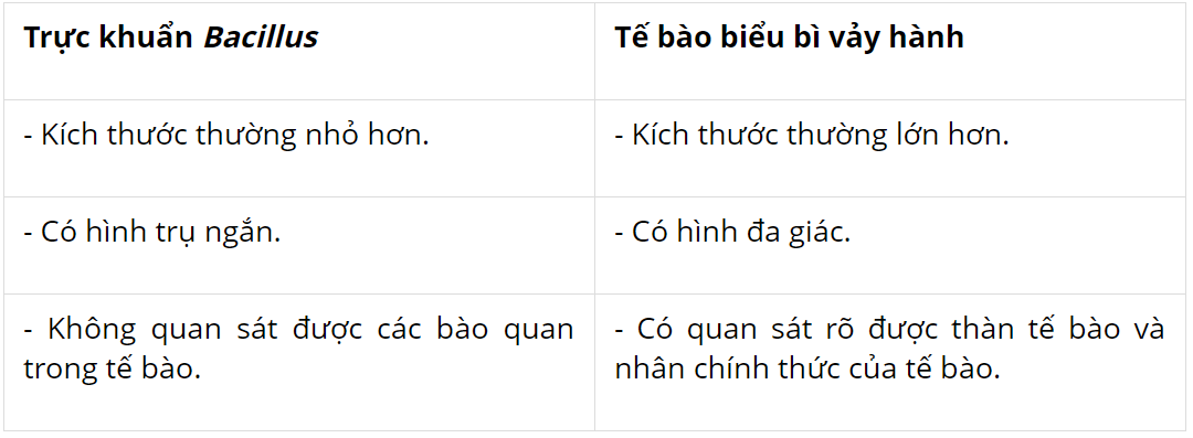 hinh-anh-bai-9-thuc-hanh-quan-sat-te-bao-3720-1