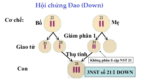 hinh-anh-bai-21-di-truyen-y-hoc-3404-1