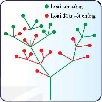 hinh-anh-bai-20-quan-niem-cua-darwin-ve-chon-loc-tu-nhien-va-hinh-thanh-loai-12982-2